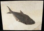 Diplomystus Fish Fossil - Wyoming #15135-1